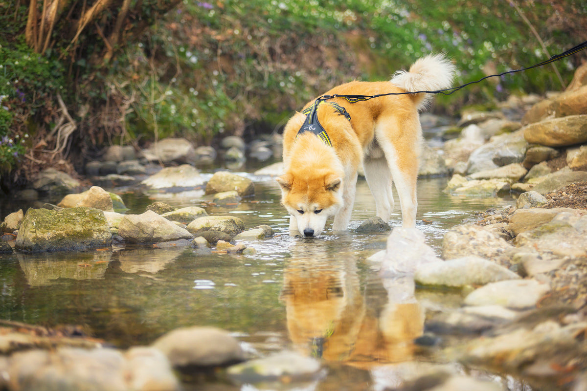 4 Season elastne jalutusrihm