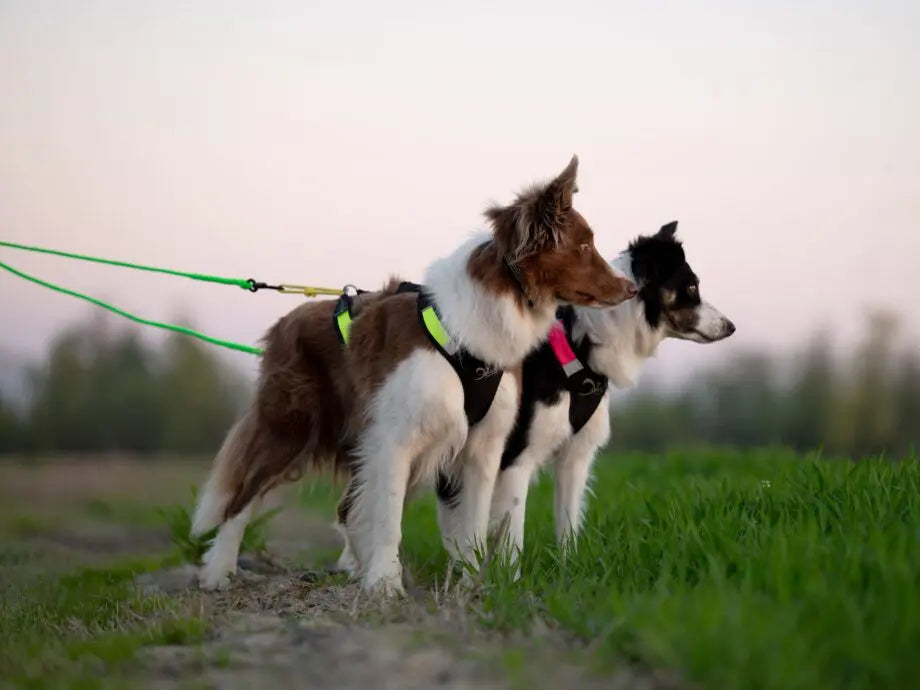 Bikejoring veoliin (250 cm)