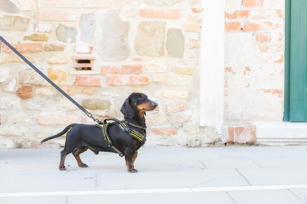 4 Season jalutusrihm