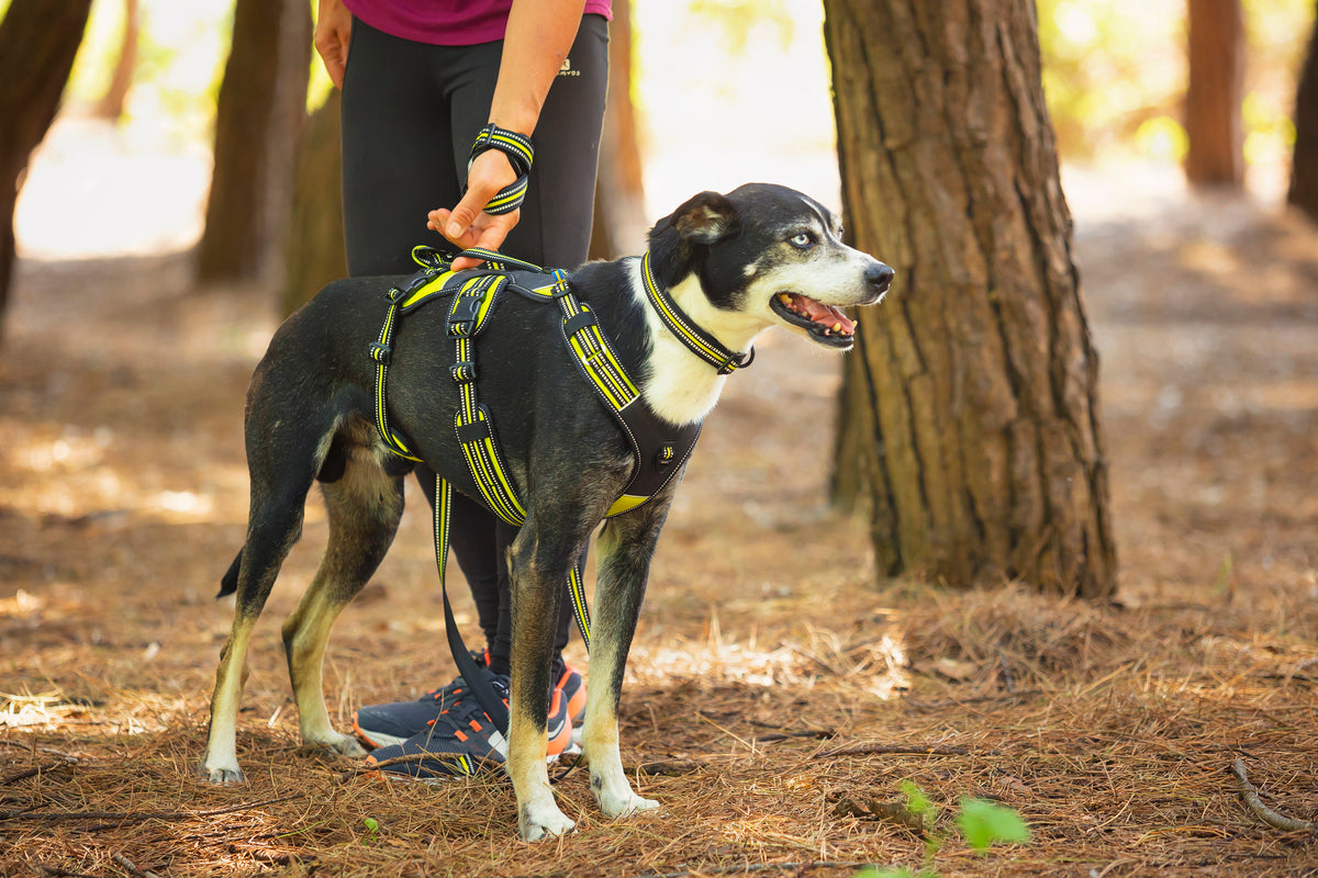 4 Season Broad Peak traksid