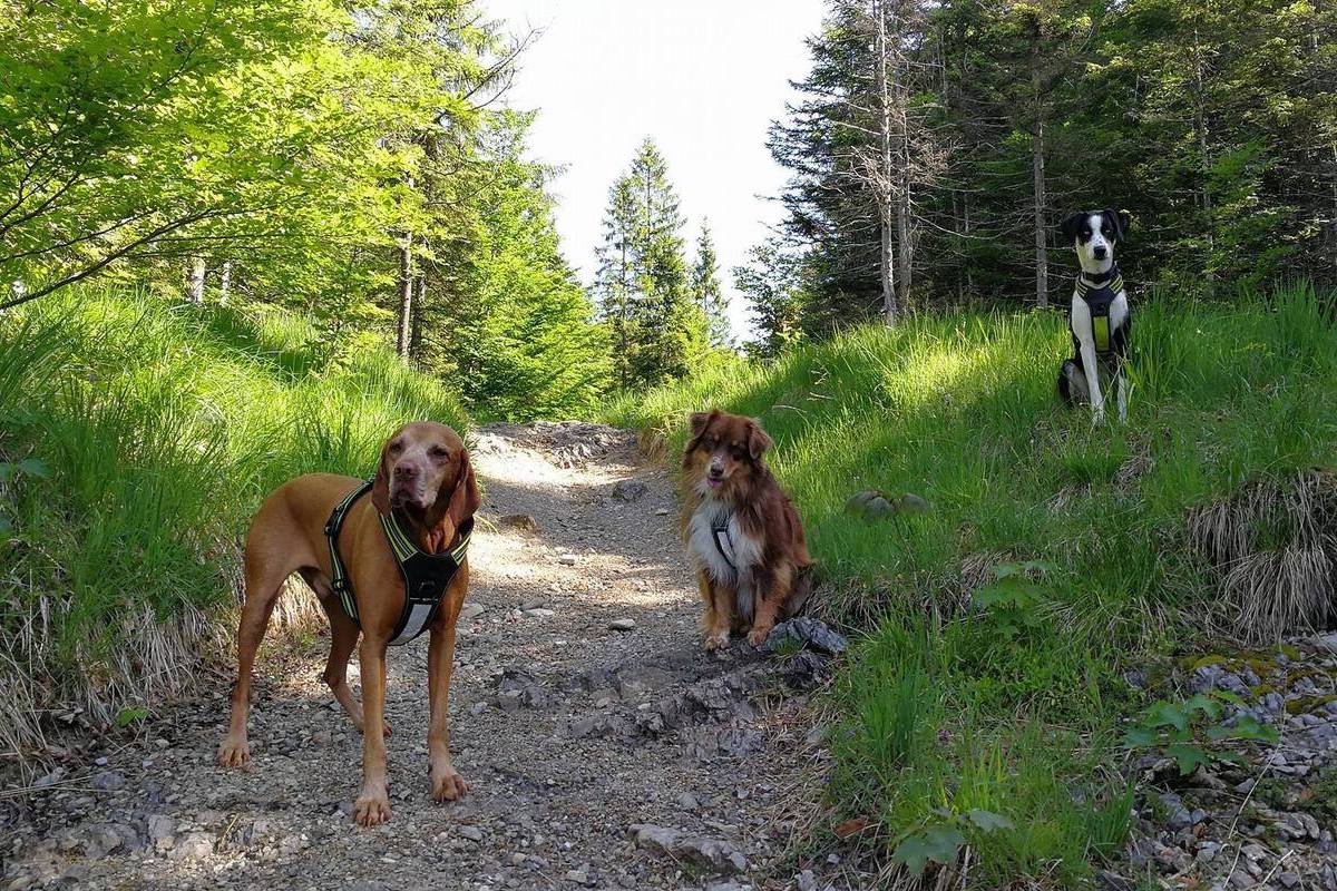 4 Season Power traksid