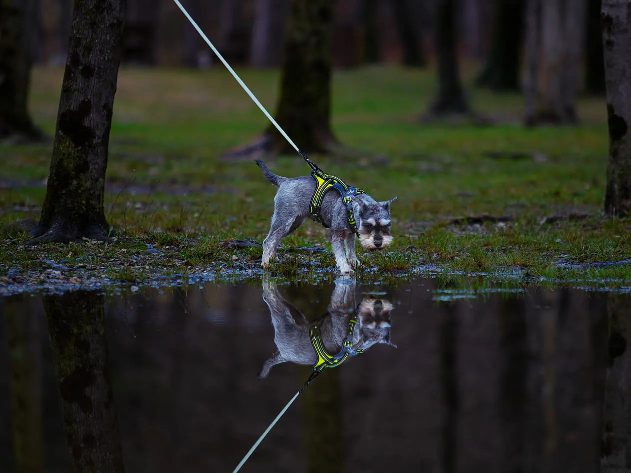 Helendav jalutusrihm "Galaxy"